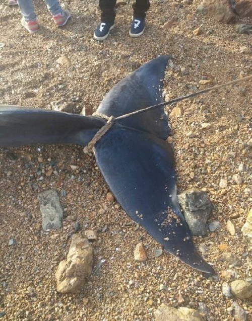 Tuy nhiên, để tìm được nguyên nhân thực sự, các nhà nghiên cứu cần mổ tử thi để chắc chắn. (Nguồn Sina)