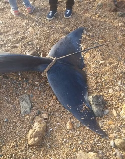 Tuy nhiên, để tìm được nguyên nhân thực sự, các nhà nghiên cứu cần mổ tử thi để chắc chắn. (Nguồn Sina)