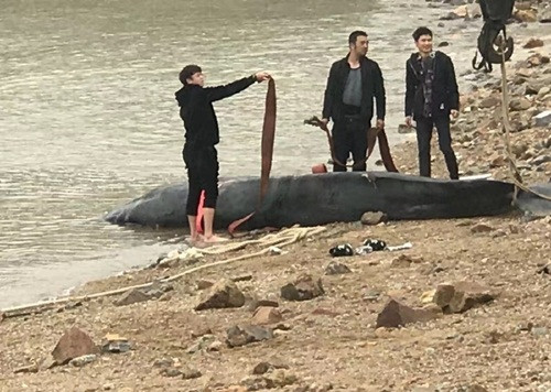 Chính vì thế xác của con cá voi đã thu hút rất nhiều người dân hiếu kỳ đổ ra xem. (Nguồn Sina)