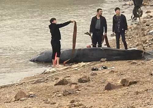 Chính vì thế xác của con cá voi đã thu hút rất nhiều người dân hiếu kỳ đổ ra xem. (Nguồn Sina)