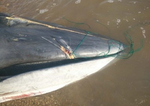 Nguyên nhân ban đầu khiến cá voi chết thảm được cho là do con cá voi dạt bờ, mắc cạn và không thể quay trở ra. (Nguồn Sina)