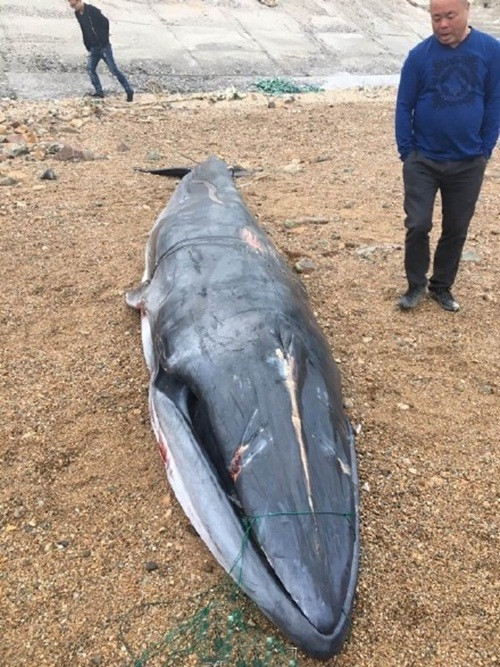 Cận cảnh con cá voi đáng thương chết thảm ở vùng biển Động Đầu, Ôn Châu, Chiết Giang, Trung Quốc. (Nguồn Sina)