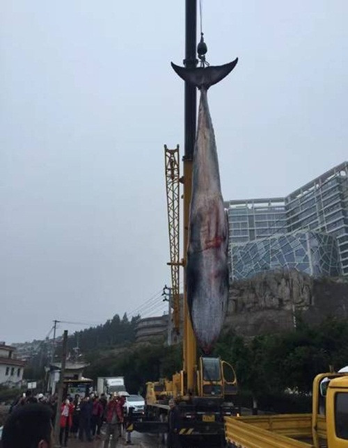 Sở dĩ họ không đẩy xác con cá voi xuống biển bởi hành động này có thể gây ô nhiễm môi trường nước, đồng thời ô nhiễm không khí, lây lan dịch bệnh không đáng có. (Nguồn Sina)