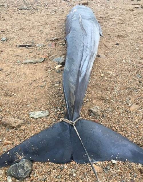 Được biết, cách đây 2 năm, vào năm 2014, ngư dân ở Động Đầu cũng đã từng bắt được một con cá voi khổng lồ nặng tới 10.000kg. Tuy nhiên đáng tiếc là sau đó con cá voi khổng lồ không thích nghi được với môi trường nước nông đã chết thảm. (Nguồn Sina)