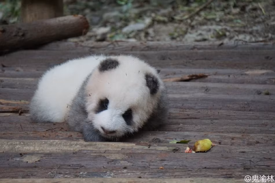 Nếu như sinh trưởng trong điều kiện hoang dã, có lẽ con gấu trúc xám kỳ lạ này sẽ bị kỳ thị, bị cô lập và gặp nhiều nguy hiểm đến tính mạng do sự khác biệt với đồng loại. (Nguồn Sina)