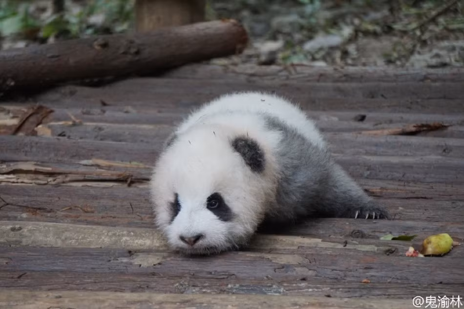 Chỉ với một cái liếc mắt, một cử động đầu, con gấu trúc xám đáng yêu cũng có thể khiến khách du lịch vô cùng thích thú. (Nguồn Sina)