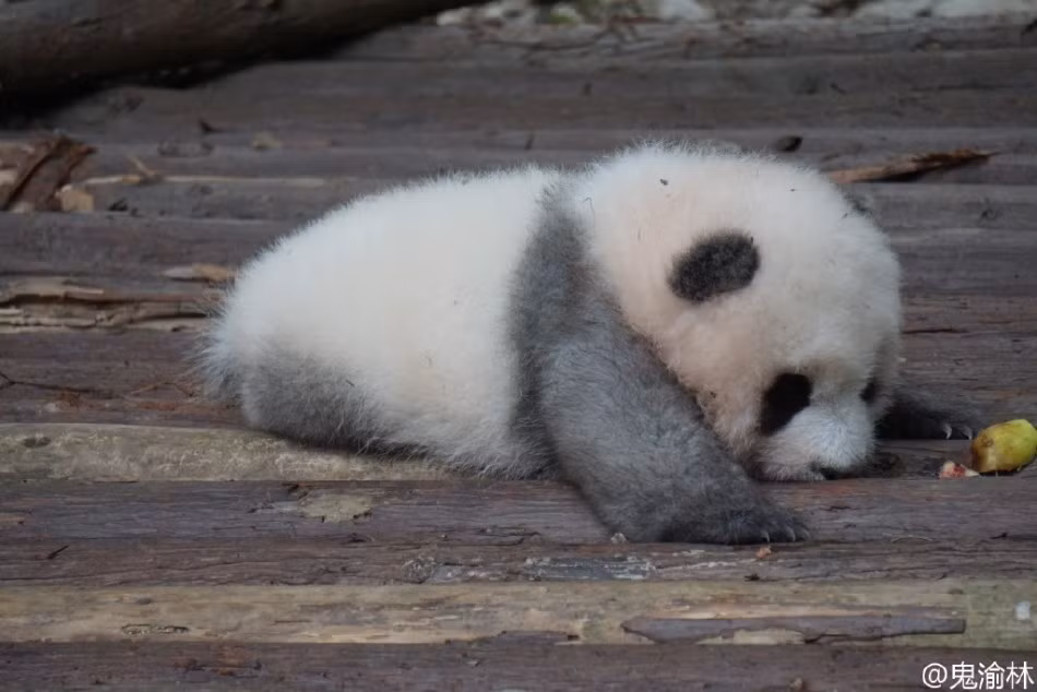 Chính vì sự hiếm lạ của mình, chú gấu trúc xám thực sự khiến rất nhiều người tò mò, muốn được chiêm ngưỡng tận mắt. (Nguồn Sina)