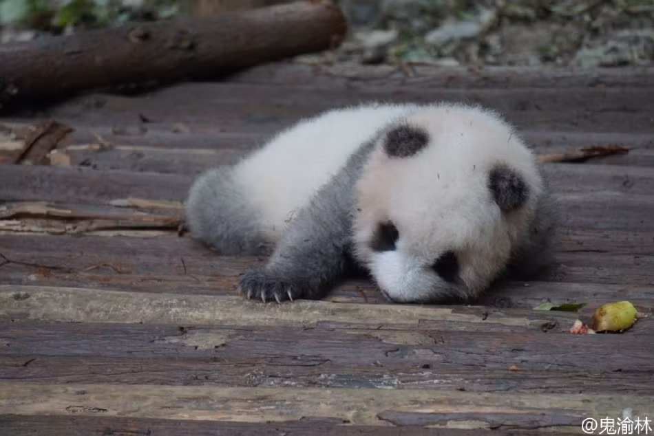 Nguyên nhân của hiện tượng lông xám ở chú gấu trúc này vẫn chưa được tìm ra. Các chuyên gia cho rằng sự đột biến gen dẫn đến hiện tượng này tuy nhiên nguyên nhân cụ thể vẫn chưa xác định. (Nguồn Sina)