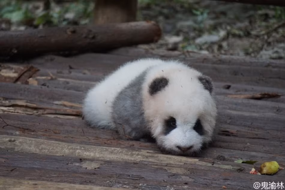 Tại Trung tâm nghiên cứu và phát triển gấu trúc khổng lồ ở Thành Đô, Tứ Xuyên, Trung Quốc, một con gấu trúc xám vô cùng đặc biệt hiện đang là ngôi sao động vật tại đây bởi màu lông đặc biệt của mình. (Nguồn Sina)