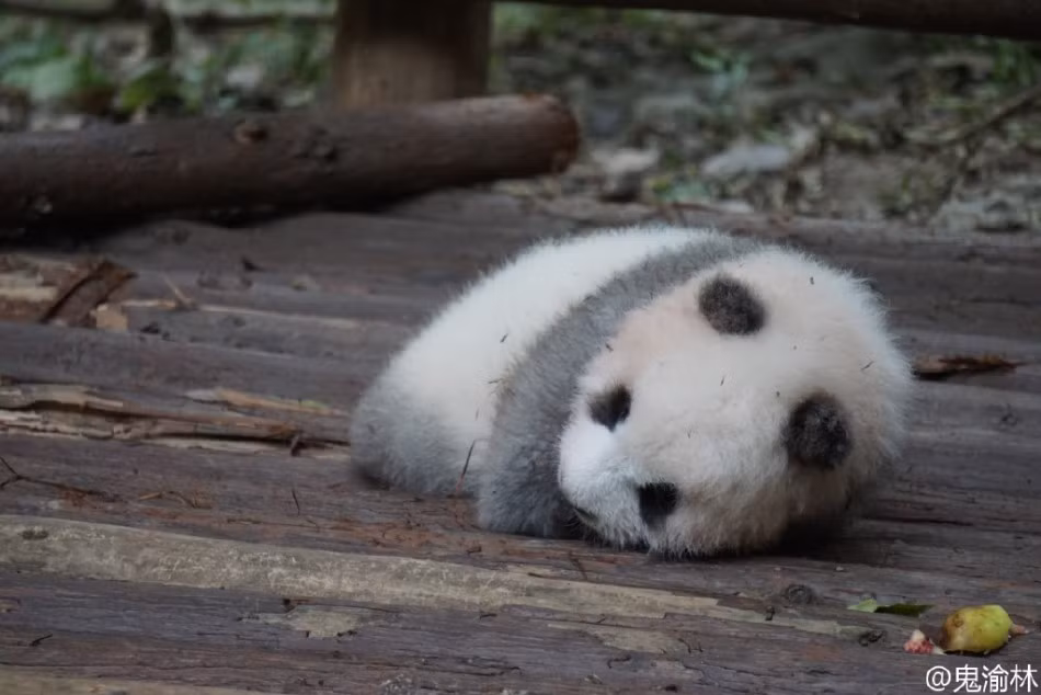 Tuy nhiên rất may mắn, gấu trúc xám được sinh ra trong môi trường nhân tạo. Tại nơi đây, nó sẽ được tận hưởng một tuổi thơ vô cùng thoải mái. (Nguồn Sina)