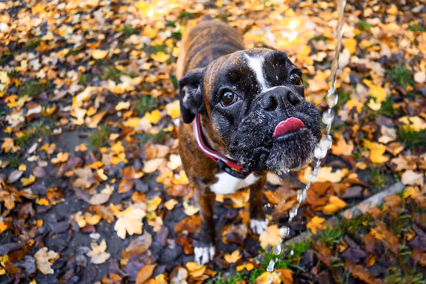 Thường xuyên được chủ nhân dẫn đi dạo ngoài trời, Strawberry tích cực khám phá thiên nhiên hoang dã. (Nguồn Bored Panda)