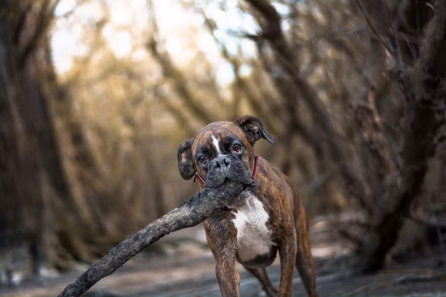 Có đôi lúc sự tò mò và hiếu động khiến Strawberry bị thương. (Nguồn Bored Panda)