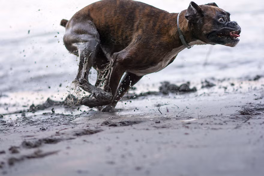Mặc dù vậy, chưa bao giờ Strawberry sợ sệt hay ngại ngùng vào các lần trải nghiệm tiếp theo. (Nguồn Bored Panda)