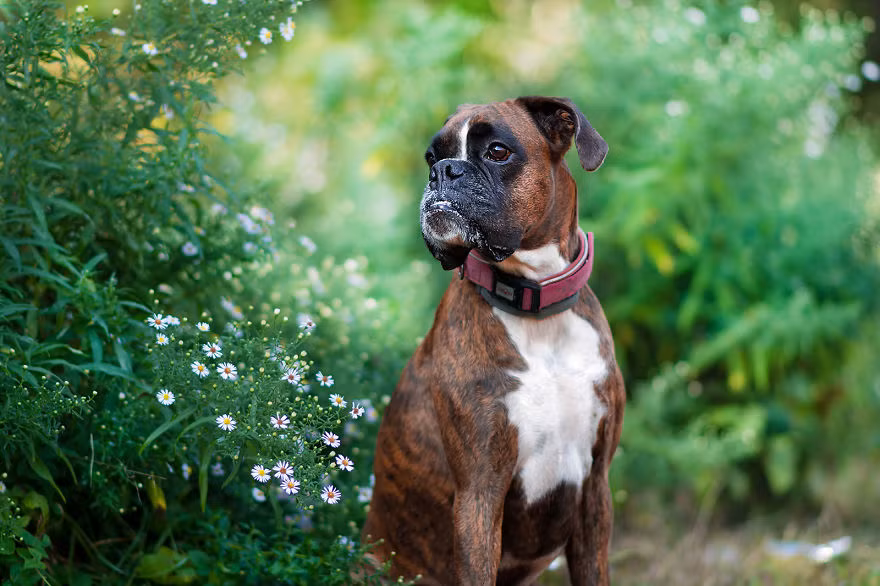 Mỗi khi phát hiện ra thứ gì mới mẻ, Strawberry thường thộn mặt ra để suy nghĩ. (Nguồn Bored Panda)