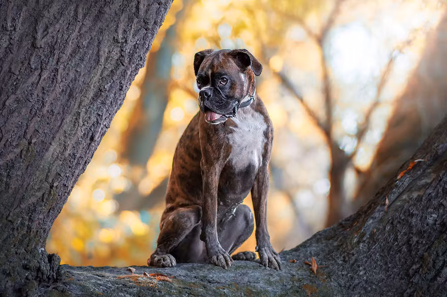 Đứng trước ống kính của chủ nhân, Strawberry dường như đánh mất mọi hình tượng của bản thân. (Nguồn Bored Panda)