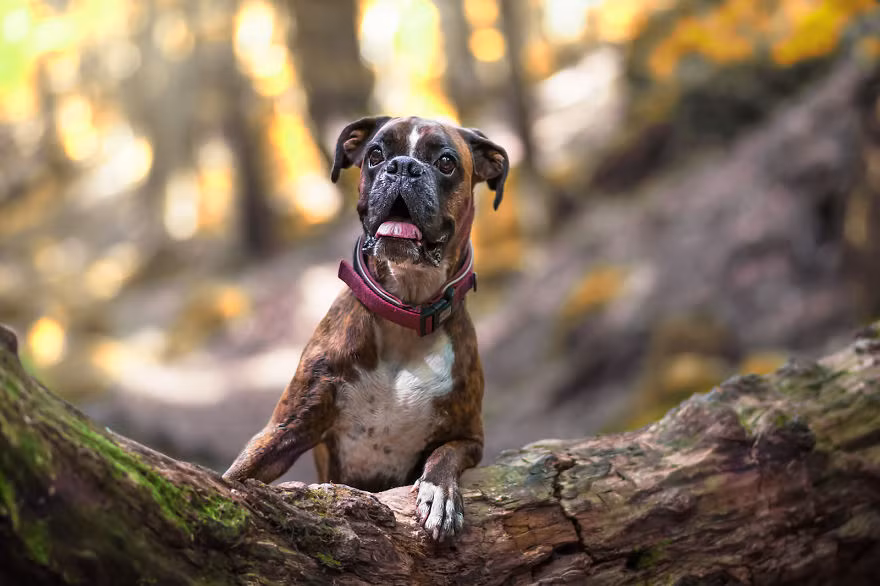 Strawberry năm nay đã được 6 tuổi, mang trong mình dòng máu của giống chó võ sĩ, giống chó được coi là nguy hiểm nhưng cô chó cưng không hề hung hăng, hiếu chiến. (Nguồn Bored Panda)