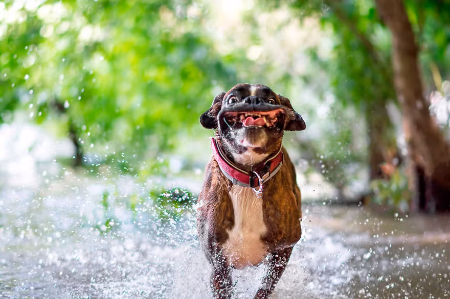 Strawberry - Dâu Tây là một cô chó võ sĩ (Boxer) hiện đang sống cùng với cô chủ Tamas Szarka của mình ở Hungary. Bằng tài năng nhiếp ảnh và tình yêu của mình đối với cô chó cưng, Tamas đã ghi lại được những hình ảnh cực hài hước, thú vị của Strawberry. (Nguồn Bored Panda)