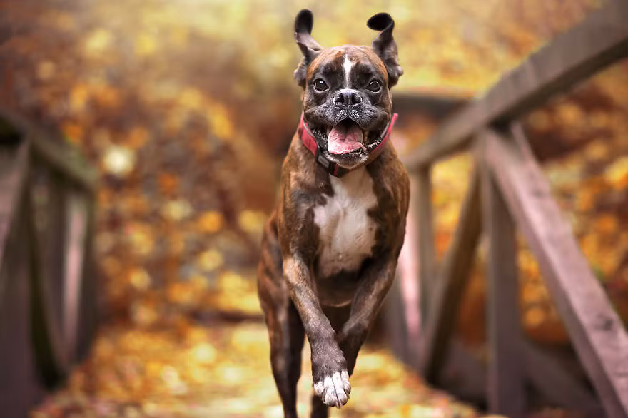 Cô chó cưng thoải mái thể hiện tính cách, con người thật của mình. (Nguồn Bored Panda)