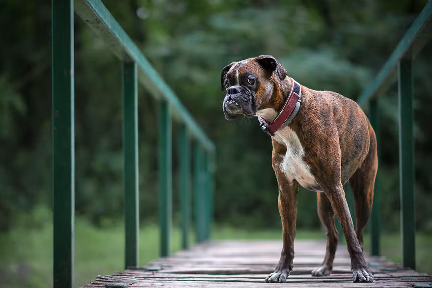 Đối với cô chủ Tamas, Strawberry vẫn như một cô chó cưng hài hước bé bỏng ngày nào, nét vui tươi, kiểu sống hết mình của Strawberry khiến mỗi ngày của Tamas trở nên có ý nghĩa hơn. (Nguồn Bored Panda)