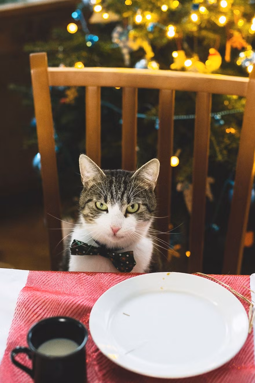 Trước khi kết thúc, chàng ta làm mặt ngầu khi cô chủ Monika hướng ống kính chụp trực diện. (Nguồn Bored Panda)