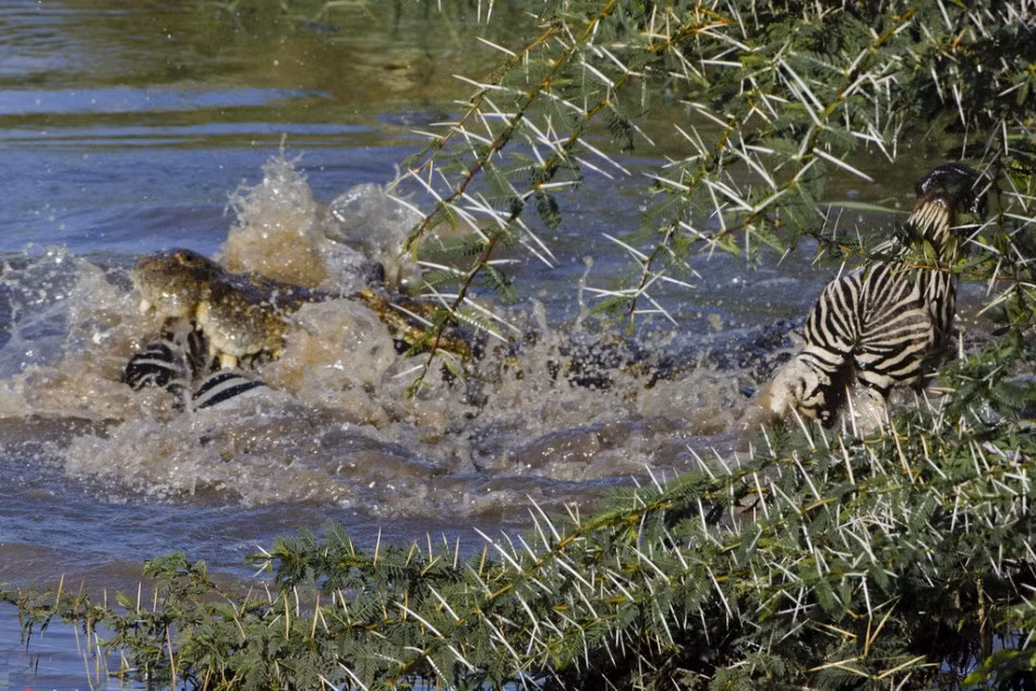 Nhận ra việc không ai có thể cứu mình, ngựa vằn hướng ánh nhìn đau buồn về nhiếp ảnh gia trước khi gục ngã trước cú đớp tử thần của cá sấu khổng lồ. (Nguồn Sina)