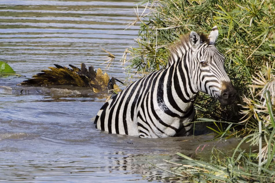 Do chủ quan, con ngựa vằn đã rơi vào tầm ngắm của cá sấu khổng lồ đói mồi. Biết không thể tránh được một kiếp, con ngựa vằn tuyệt vọng hướng ánh mắt cầu cứu về phía nhiếp ảnh gia Fanie và vợ của anh. (Nguồn Sina)