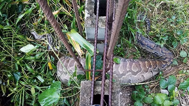 Cận cảnh con trăn khổng lồ chết thảm vì mắc kẹt vào hàng rào kim loại do tham ăn, lẻn vào khu vực dân cư để săn giết chó. (Nguồn Dailymail)