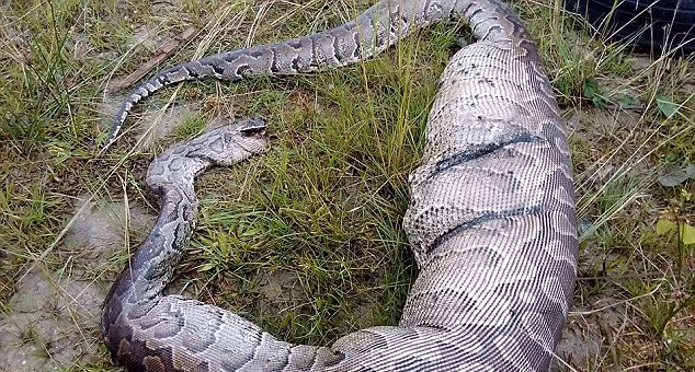 Theo Hon Johnbull Cleopas, người phát hiện ra và chụp lại cảnh tượng này cho biết, anh rất bối rối khi phát hiện con trăn khổng lồ chết thảm ngay cạnh khu vực mình sinh sống. Tuy nhiên, khi biết con trăn này đã nuốt chửng một con chó, anh còn sợ hãi hơn. (Nguồn Dailymail)