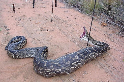 Do cố gắng nuốt chửng một con linh dương Impala, con trăn này đã trở nên quá lớn để chui khỏi hàng rào điện. Nó mắc kẹt lại và chịu cảnh chết đau chết đớn khi chưa kịp tiêu hóa con mồi. (Nguồn Dailymail)