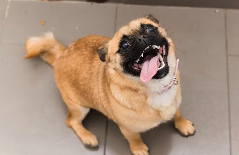 Khi nhìn thấy món khoái khẩu, dàn thú cưng đáng yêu trong nháy mắt hóa thành những loài động vật tham lam nhất thế giới. (Nguồn Sina)