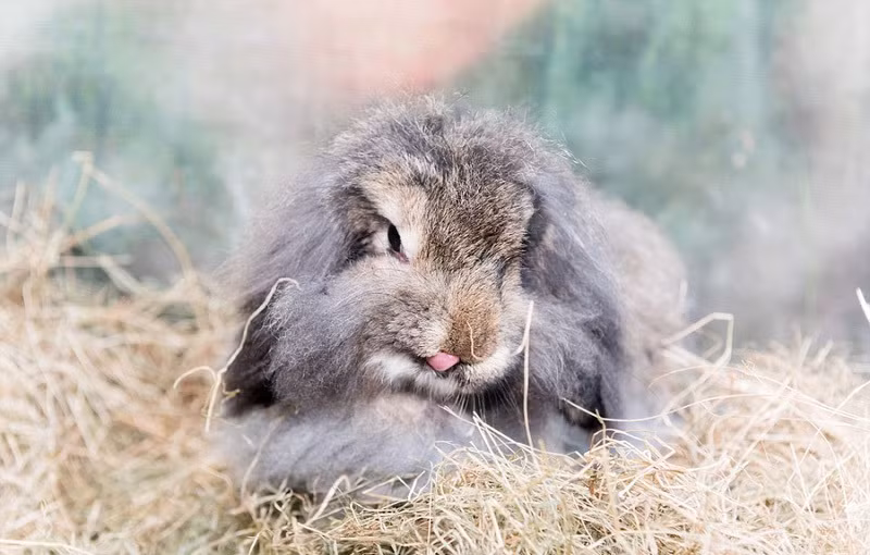 Ngay cả một chú thỏ hiền lành, đáng yêu bậc nhất cũng không thể kiềm chế được bản năng tham ăn của mình. (Nguồn Sina)