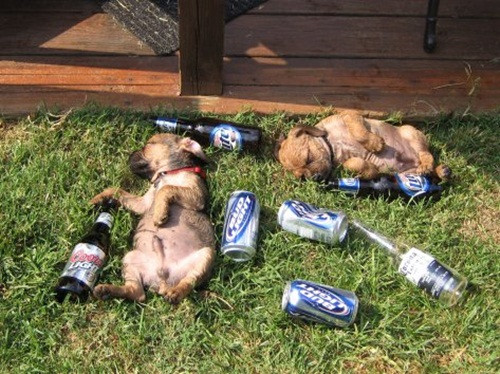 Tuổi còn nhỏ nhưng đã tham gia tiệc tùng, những chú chó con đáng yêu bị chuốc say ngay lập tức.