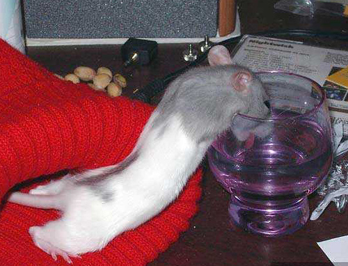 Say đến mức không thể bước đi bình thường, chú chuột lang này chỉ còn cách bò đi để uống nước vì quá khát.