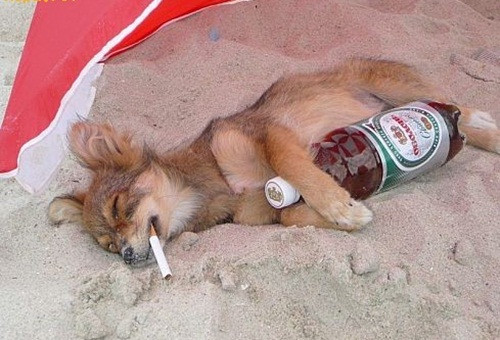 Điếu thuốc còn chưa kịp châm, chú chó đã lăn ra ngủ gục vì quá say.