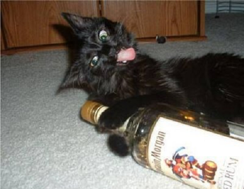 Nghiện rượu đến phát điên, chú mèo này không ngại trộm rượu khi chủ nhân vắng nhà. Ngay cả khi bị bắt gặp, chú ta vẫn quyết không thả.