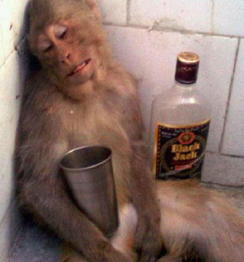 Ngay cả khi đã say đến mức ngủ ở bất cứ nơi nào có thể dựa vào, chú khỉ vẫn không buông tha chiếc cốc.