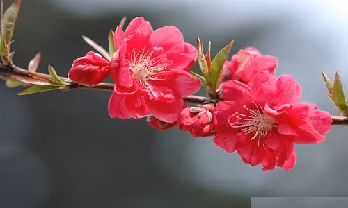 Hãy dành những lời chúc Tết 2018 thật ý nghĩa và ngọt ngào tới các bạn gái.
