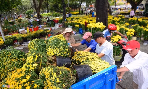 Những chậu hoa đẹp một số được vận chuyển đi nơi khác tiếp tục bán trong chiều 30 Tết, một số bị vứt bỏ không thương tiếc. Ảnh: Tùng Tin.