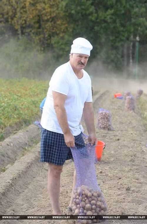 Được biết, Tổng thống Lukashenko cùng con trai đã thu hoạch được 70 bao tải khoai tây trong ngày hôm đó.