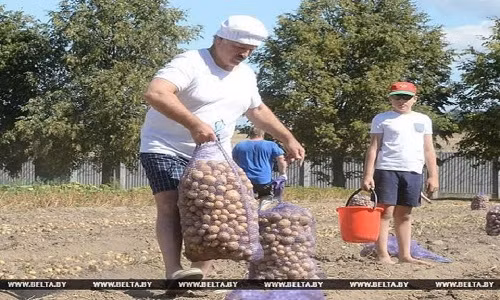 Báo chí Belarus cho hay, những bao tải khoai tây này được tặng cho viện dưỡng lão và trại trẻ mồ côi.