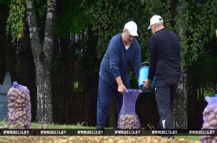 “Có một ngày nghỉ trong lịch trình bận rộn của ngài Tổng thống và ông đã thu hoạch khoai tây trong vườn của mình hôm Thứ Bảy”, văn phòng báo chí của Tổng thống Belarus cho hay.