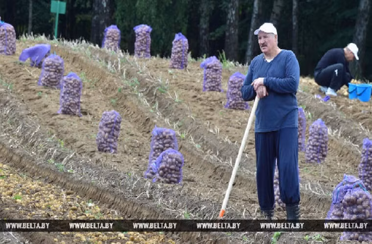 Theo Belarus News, hồi tháng 8/2017, Tổng thống Belarus Alexander Lukashenko đã tự tay thu hoạch khoai tây trong vườn tại nơi ở của ông. (Nguồn ảnh: Belta)