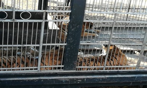 Đàn hổ tấn công ông Cipriano ở Guatemala.