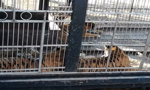 Đàn hổ tấn công ông Cipriano ở Guatemala.