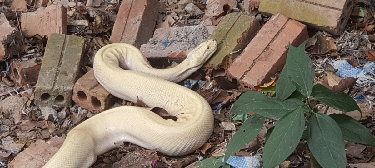 Do đền nằm lưng chừng núi, trước mặt là hồ rộng lớn, sau lưng là nhiều hang đá, rừng cây yên tĩnh nên có rất nhiều động vật sinh sống. Tuy nhiên việc xuất hiện bạch xà thì đây là lần đầu tiên trong đời Thủ nhang đền Mẫu được chiêm ngưỡng.