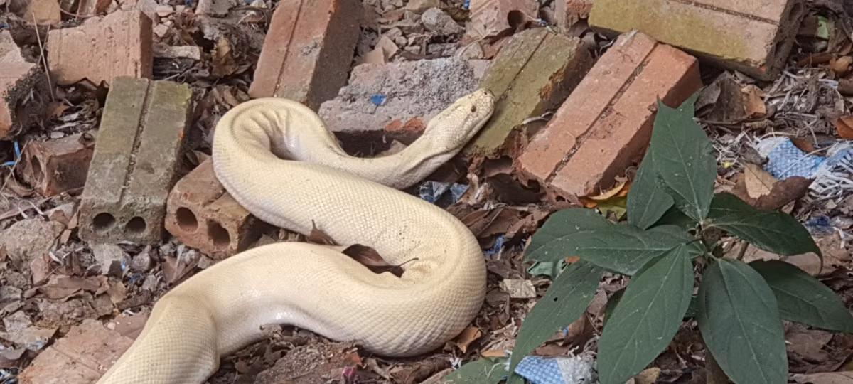 Do đền nằm lưng chừng núi, trước mặt là hồ rộng lớn, sau lưng là nhiều hang đá, rừng cây yên tĩnh nên có rất nhiều động vật sinh sống. Tuy nhiên việc xuất hiện bạch xà thì đây là lần đầu tiên trong đời Thủ nhang đền Mẫu được chiêm ngưỡng.