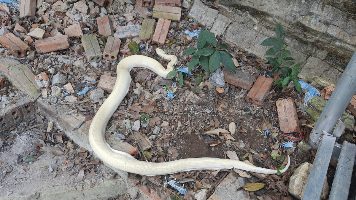 Thủ nhang đền Mẫu cho biết: "Bạch xà thuộc về tự nhiên thì cứ để thuận tự nhiên, ai đến xem thì xem, nó xuất hiện rồi cũng sẽ tự về với thiên nhiên. Bạch xà xuất hiện ở đền nên cũng không ai dám bắt về nuôi hay bán cả".