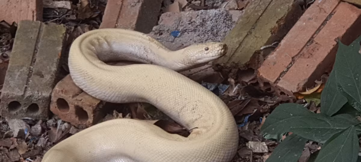 Theo quan sát, bạch xà này thuộc họ trăn. Nó còn được gọi là trăn trắng hay trăn đột biến, trăn bạch tạng. Loại trăn này thường được nuôi ở các tỉnh phía Nam để làm cảnh.