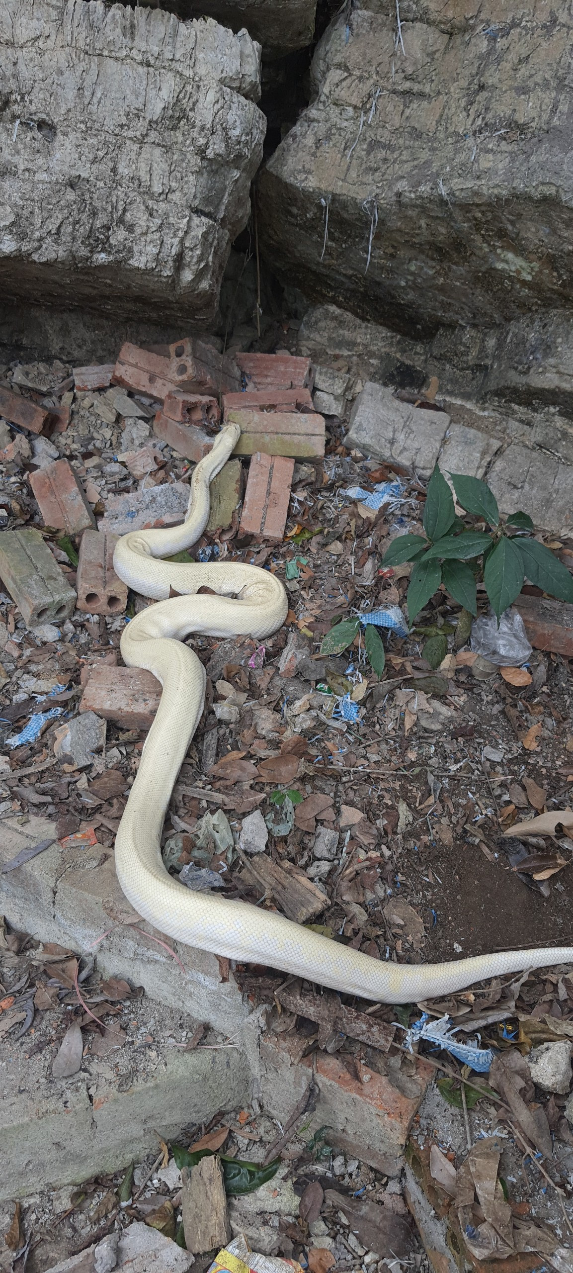 Cũng theo ông Minh, 2 ngày nay rất nhiều người dân hiếu kỳ kéo đến đây chiêm ngưỡng bạch xà.