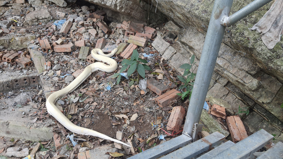 Ông Minh cho biết, do bạch xà xuất hiện tại đền nên du khách thập phương và người dân đến chiêm ngưỡng cũng chỉ dừng lại ở quay phim, chụp ảnh... chứ không ai dám bắt hay tác động đến.